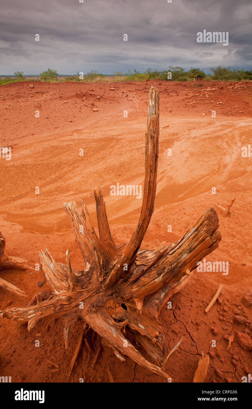 Arbre sec dans le parc national de Sarigua (désert), Herrera province, République du Panama. Banque D'Images