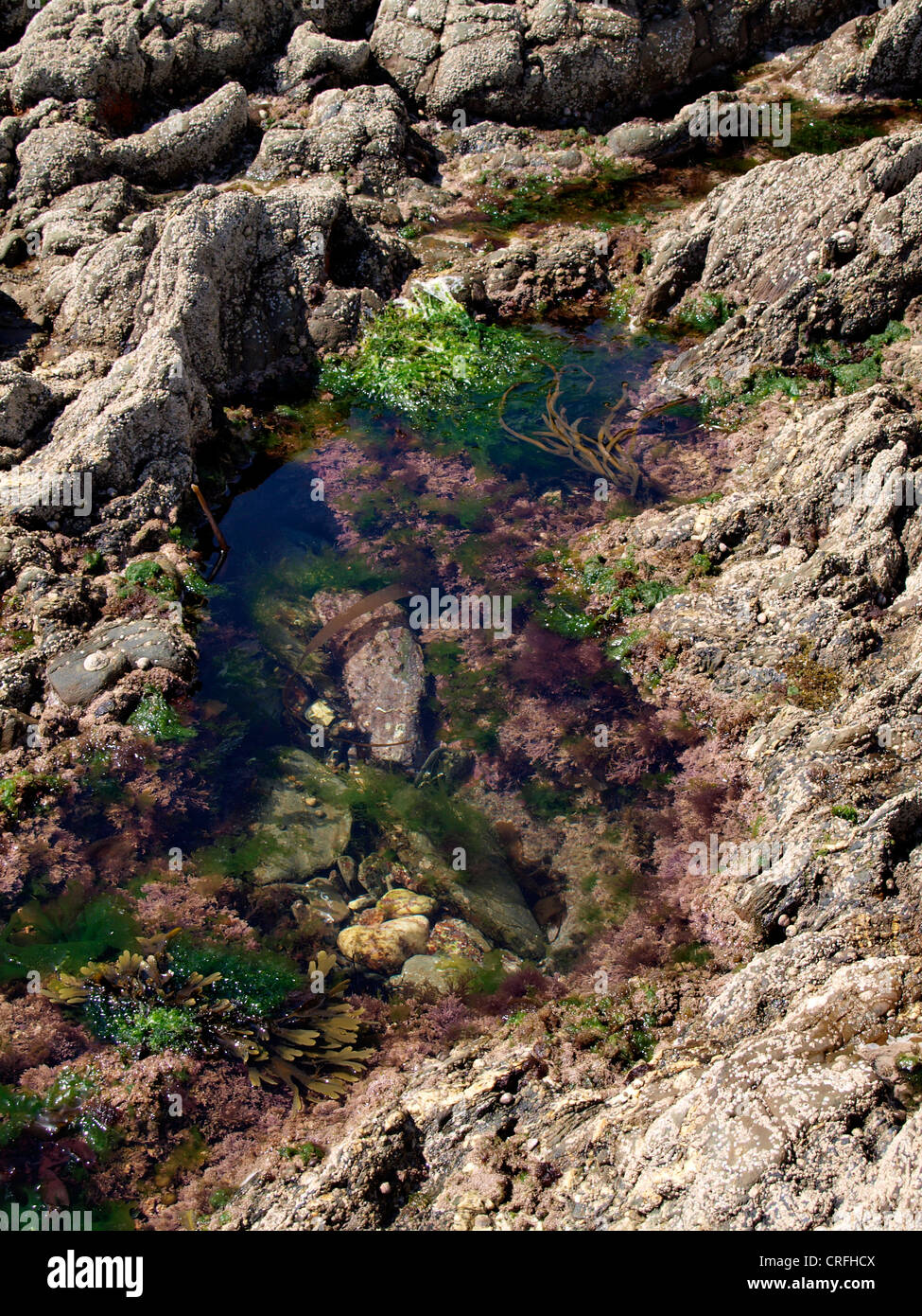 Rockpool, Cornwall, UK Banque D'Images