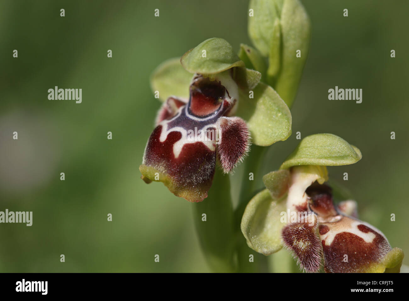 Bécasse d'espèces d'Orchidées (Ophrys flavomarginata) Banque D'Images