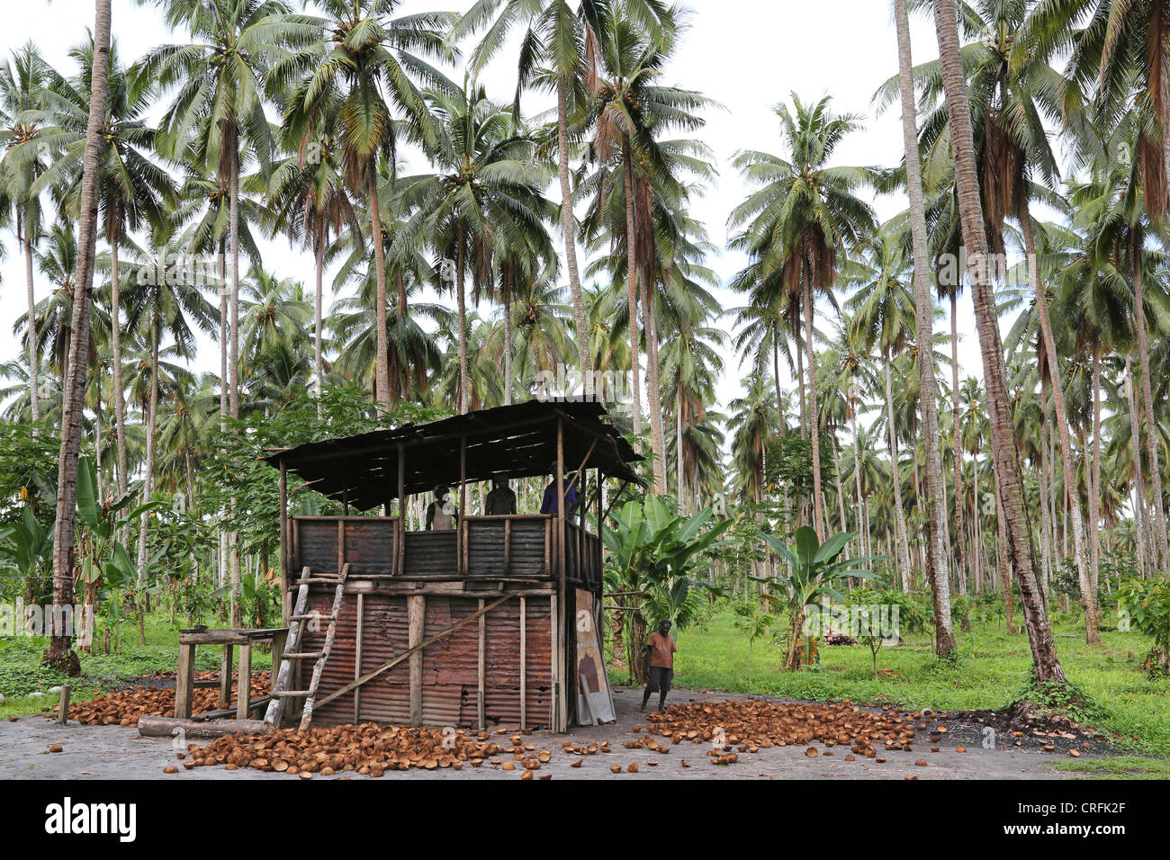 Sur un fermenteur coco plantation, l'île de Bougainville, en Papouasie-Nouvelle-Guinée Banque D'Images
