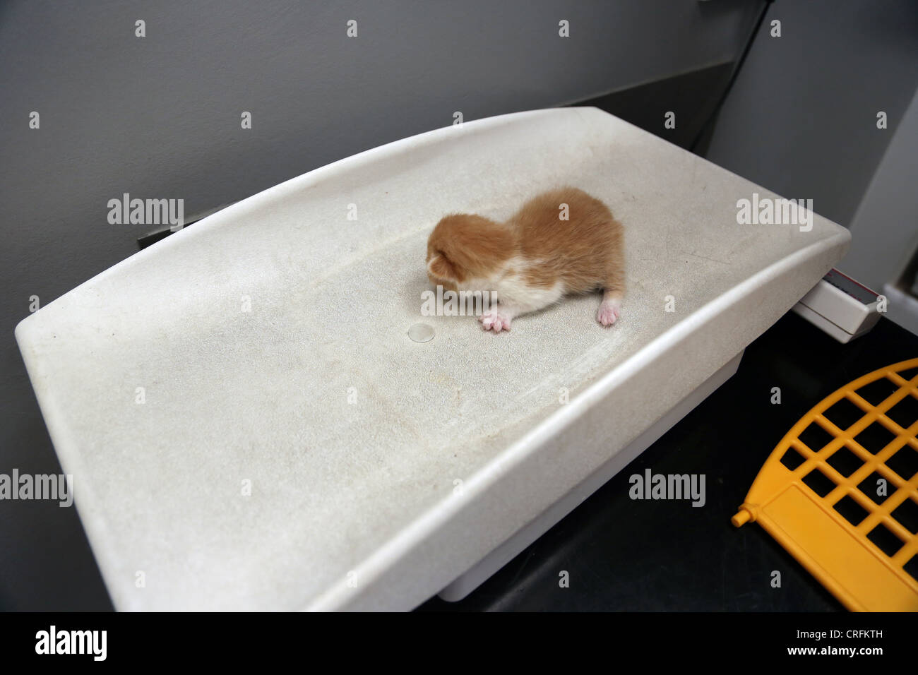 Une semaine et le gingembre blanc chaton d'être pesés au les vétérinaires Banque D'Images