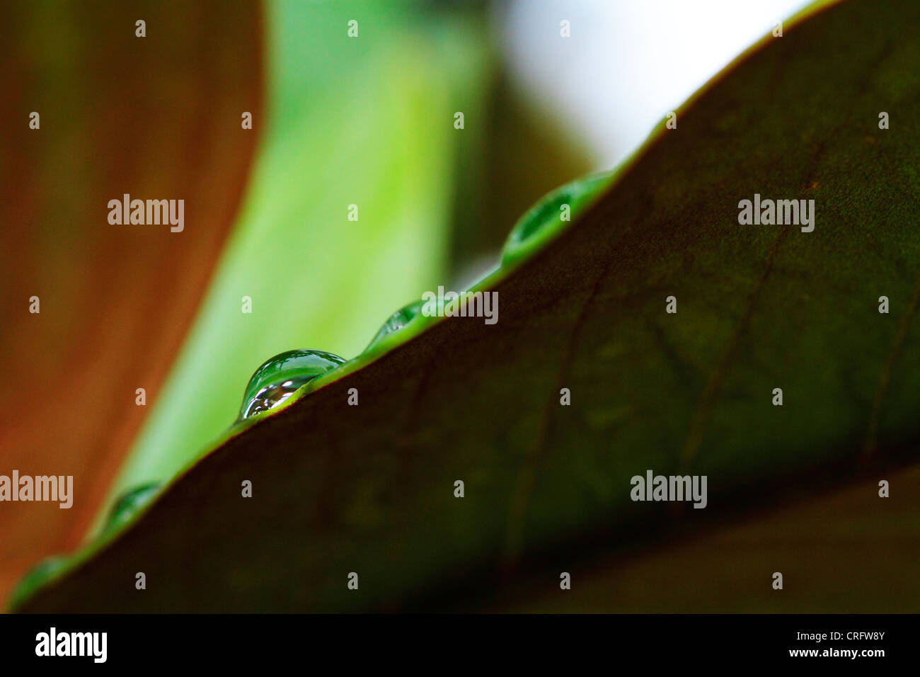 Scène de fleurs et de feuilles dans le champ diffusé par les gouttes de pluie Banque D'Images