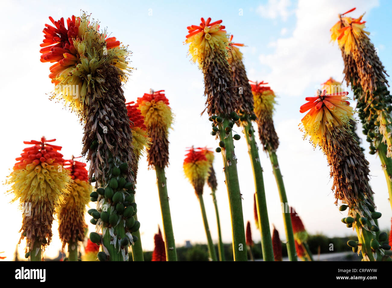 Les plantes et fleurs sauvages au printemps soir Banque D'Images