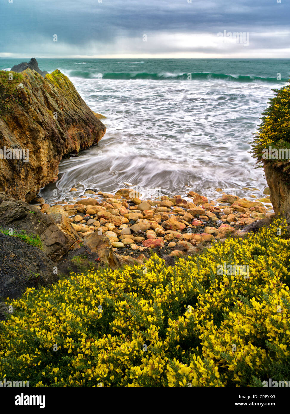 L'ajonc en fleur et les vagues. Harris Beach State Park, New York Banque D'Images