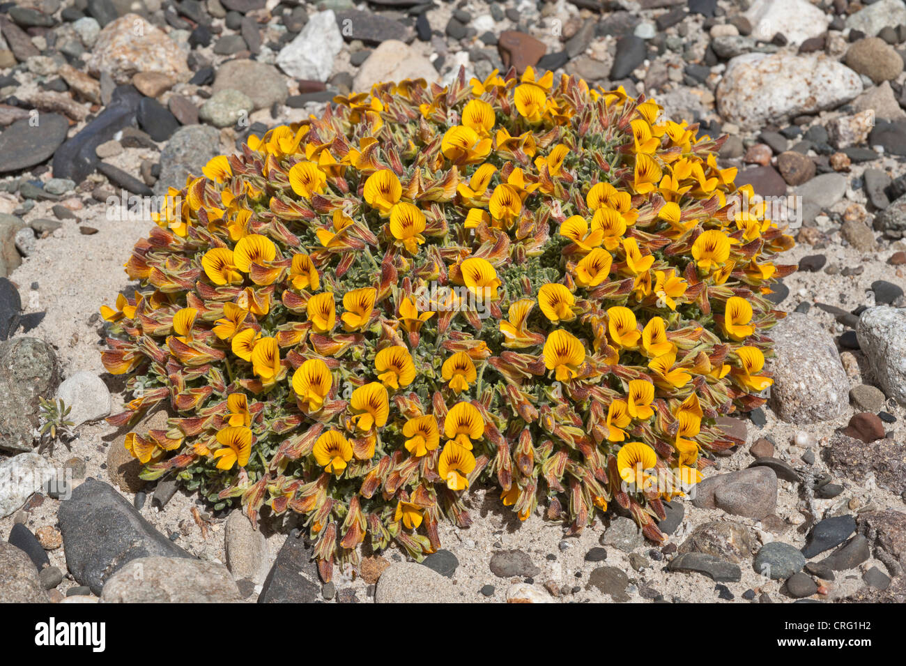 Coussin-suffocata Adesmia plante est endémique de la province de Santa Cruz en Patagonie australe Argentine Banque D'Images
