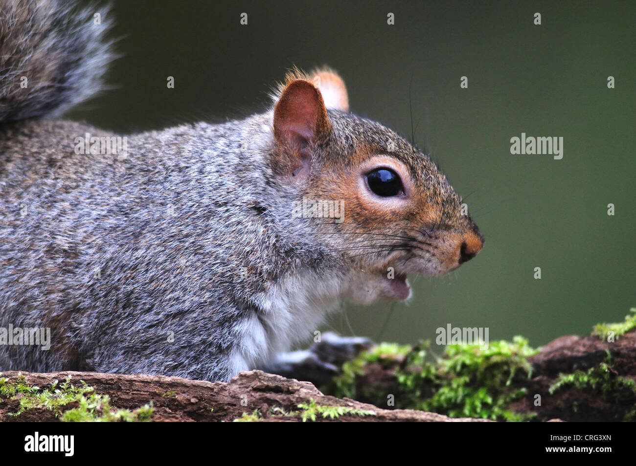 Un écureuil gris sur un journal moussue UK Banque D'Images