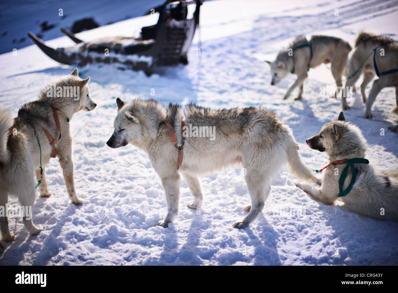 Détente dans la neige les chiens de traîneau Banque D'Images