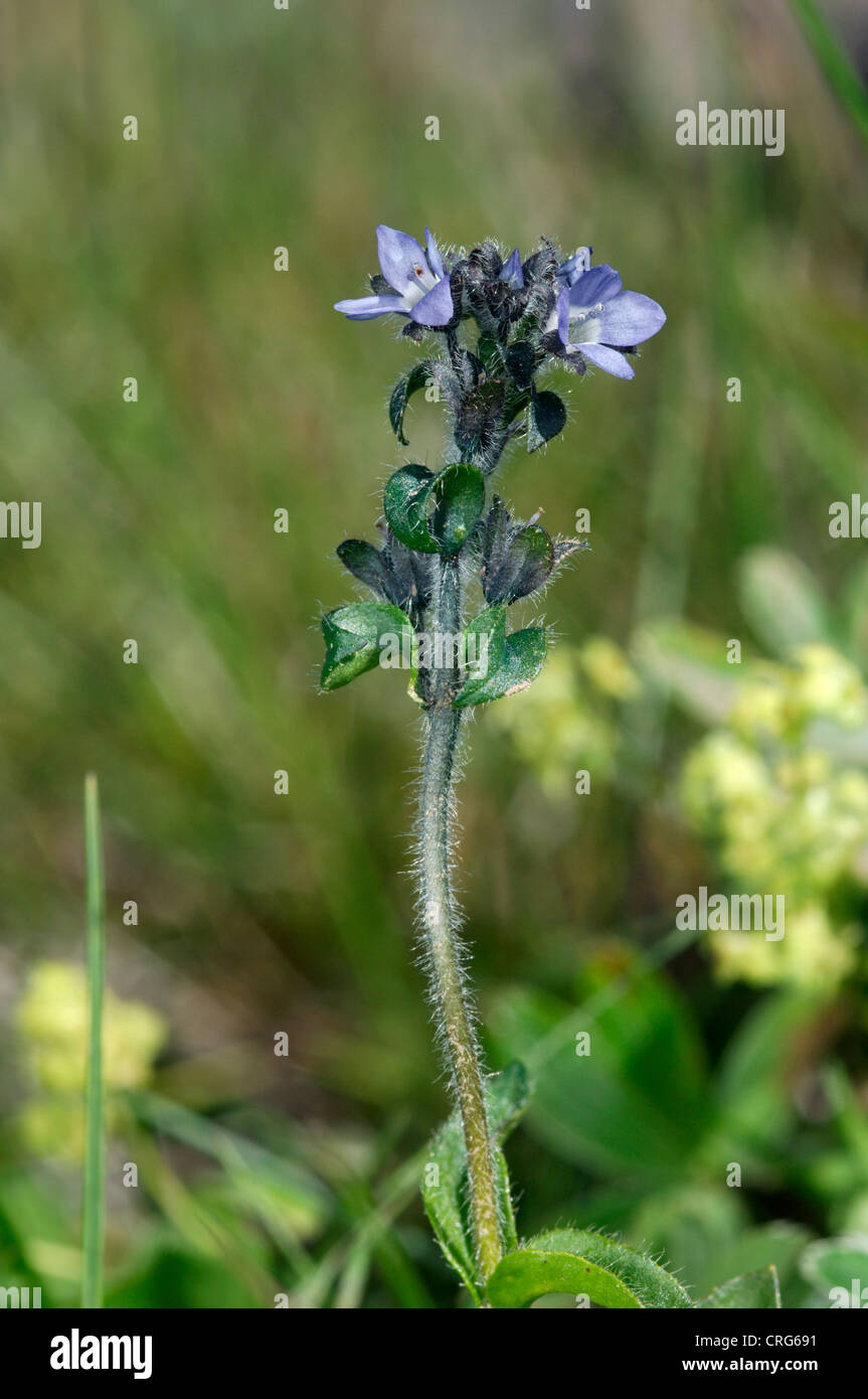ALPINE forget-me-not Myosotis alpestris Banque D'Images