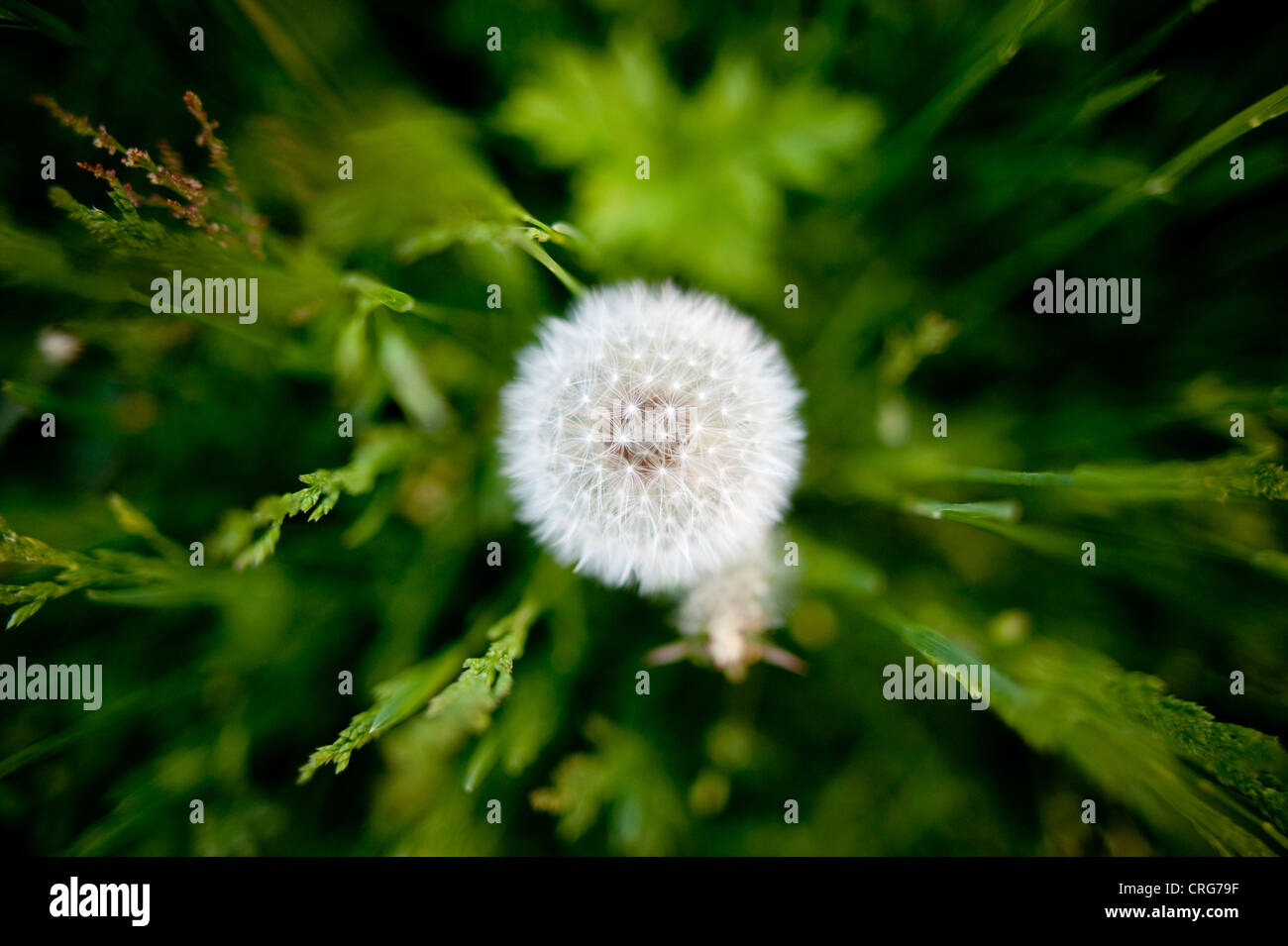 Un blanc doux pissenlit, Taraxacum, graines de fleurs. Banque D'Images