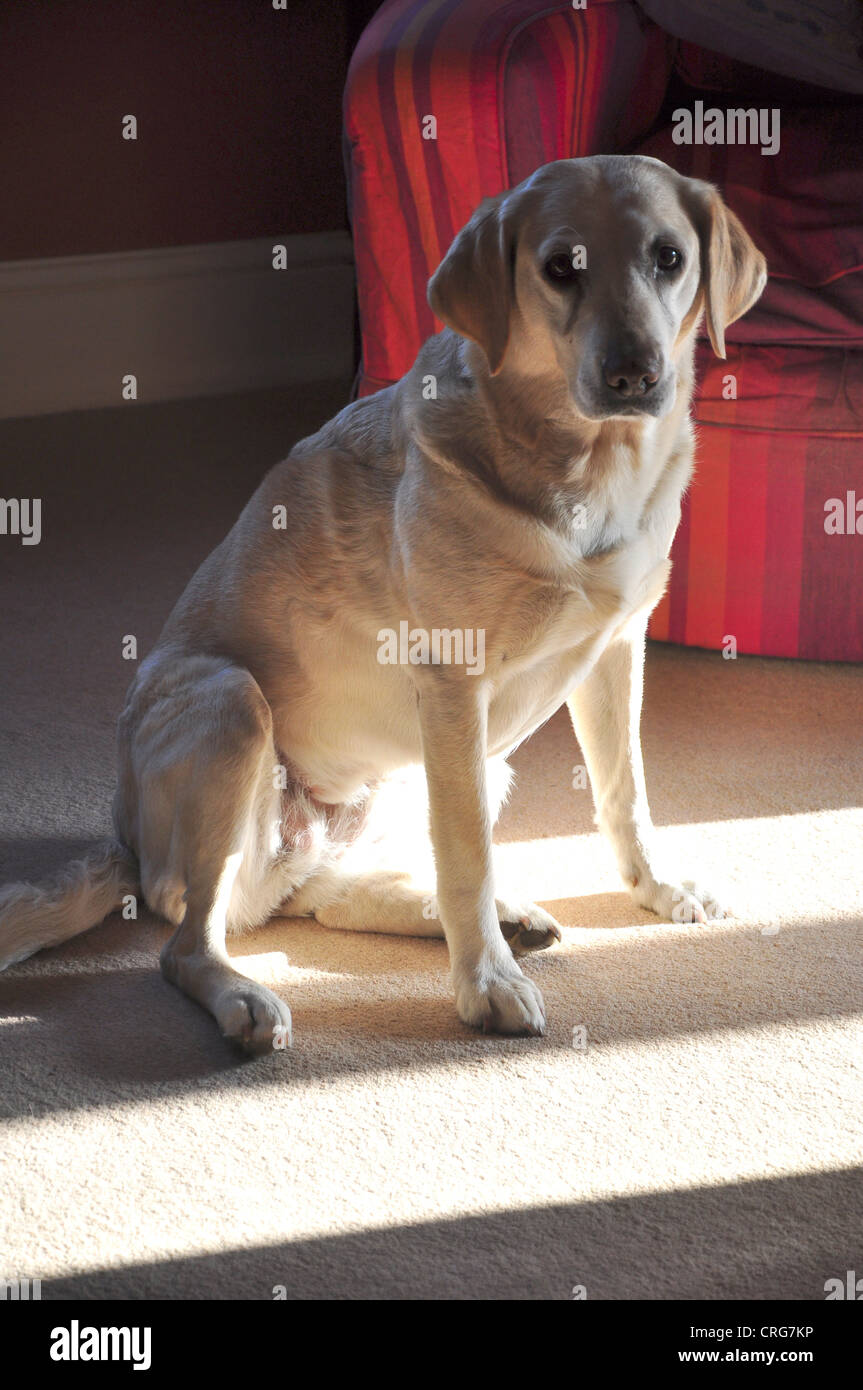 Un chien labrador jaune witting sur un tapis UK Banque D'Images