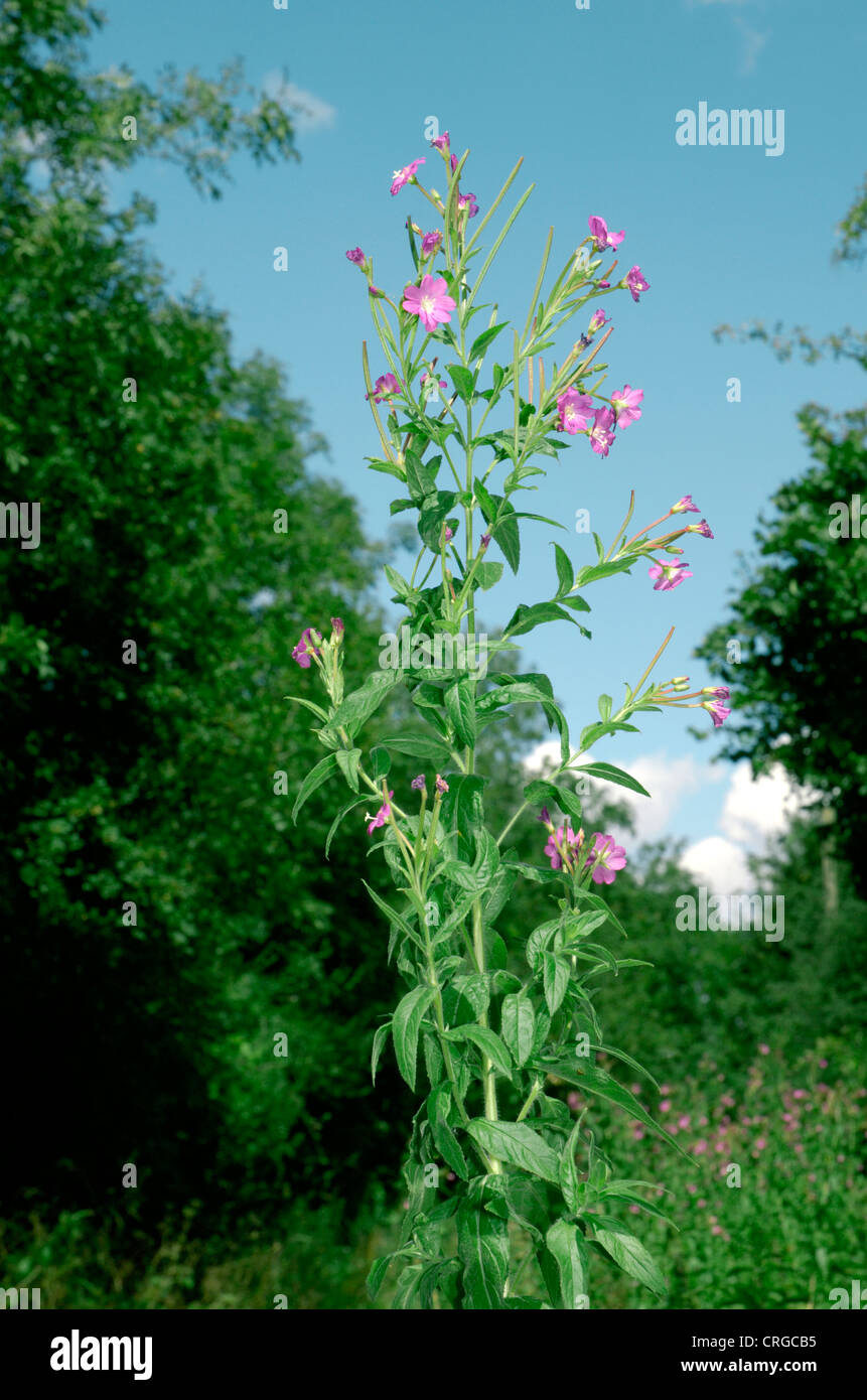 Grand WILLOWHERB Epilobium hirsutum (Onograceae) Banque D'Images