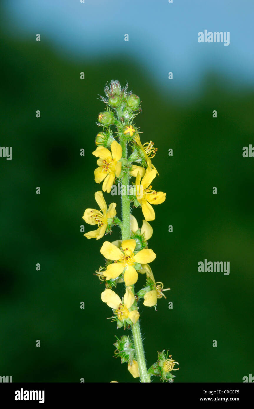 Aigremoine Agrimonia eupatoria (Rosacées) Banque D'Images