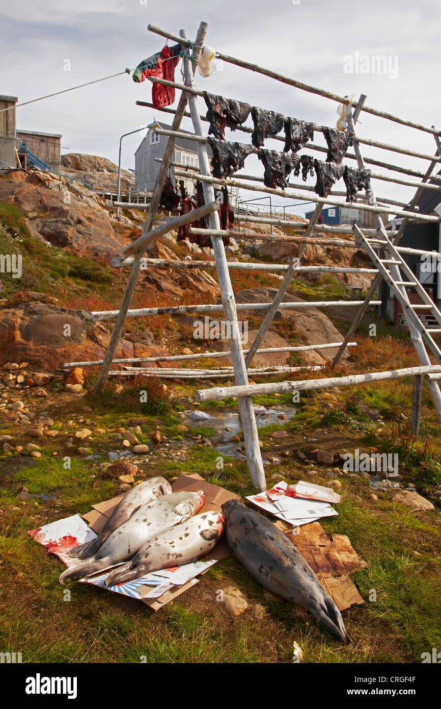 La construction en bois pour le séchage de la viande de phoque du Groenland, Ammassalik, dans l'Est du Groenland, Tiniteqilaq Banque D'Images