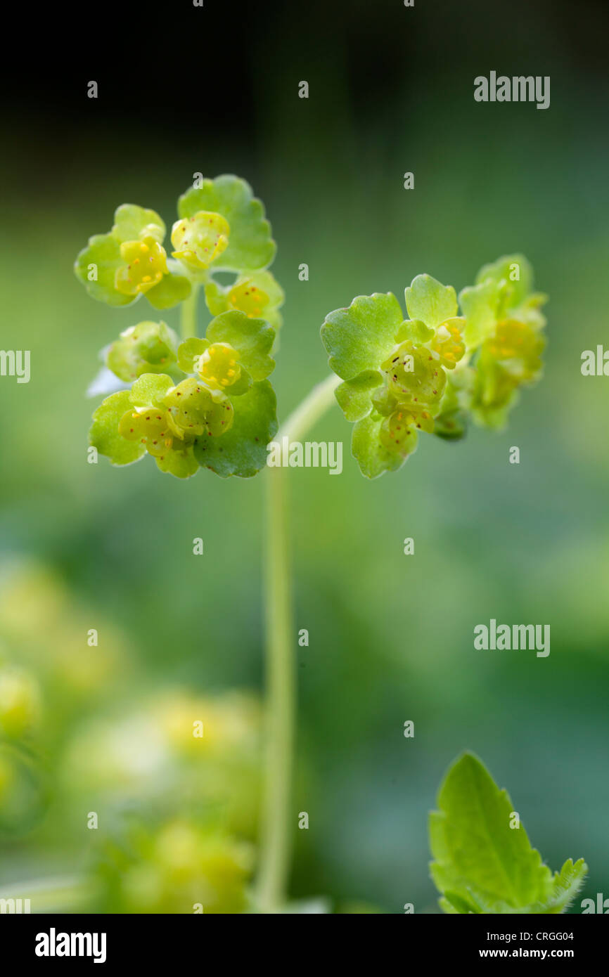 Portrait de Golden Saxifrage. Banque D'Images