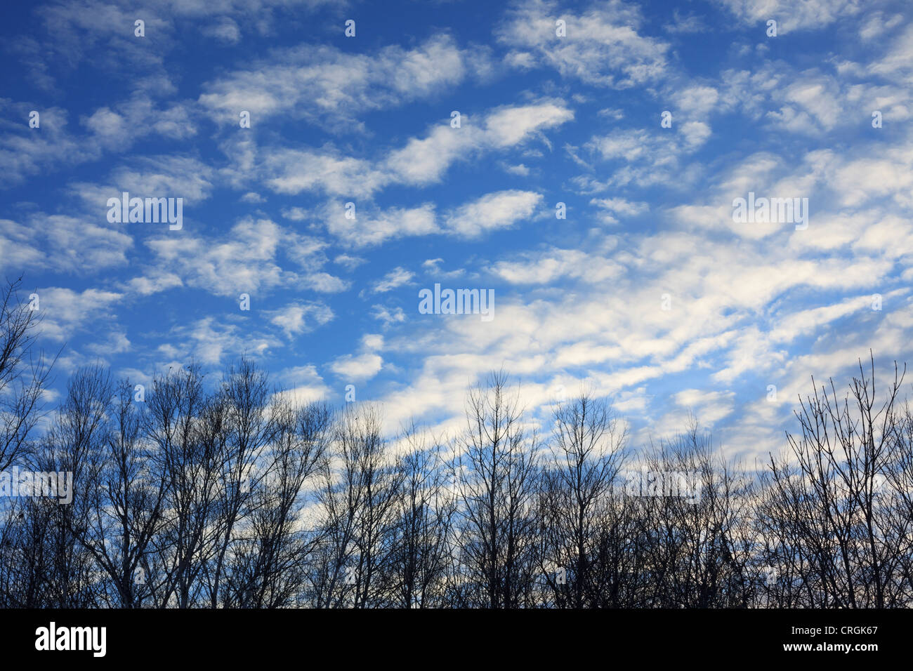 La fin de journée les nuages au-dessus des arbres - l'hiver, le nord du Minnesota. Banque D'Images