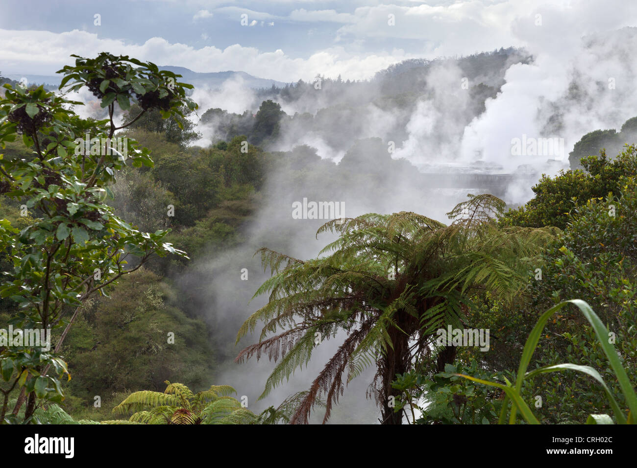 Scène primitive au Te Puia zone géothermique, Rotorua, Nouvelle-Zélande 2 Banque D'Images