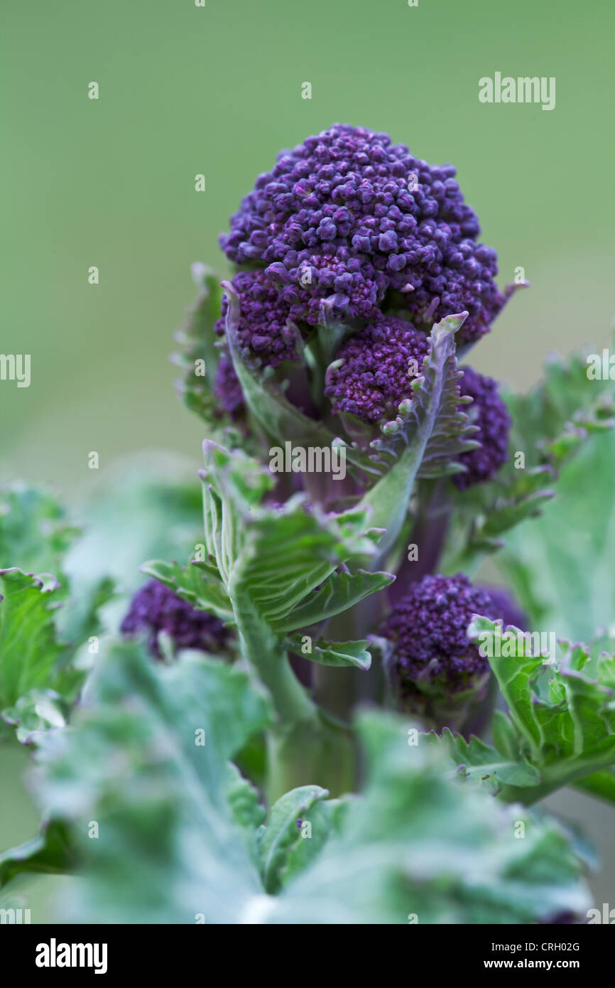 Botrytis Brassica oleracea italica, brocoli, Purple Sprouting brocoli Banque D'Images