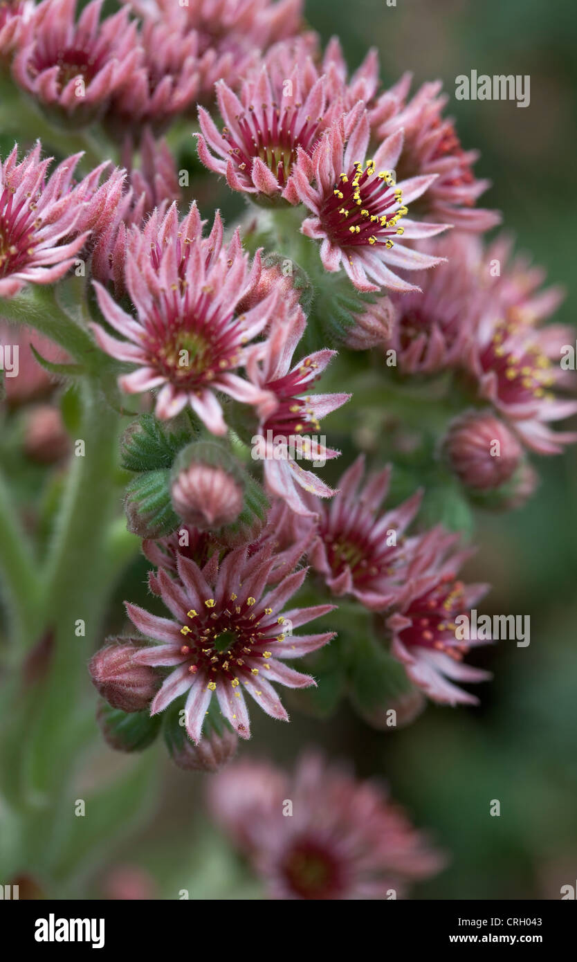 Houseleek Sempervivum tectorum, Banque D'Images