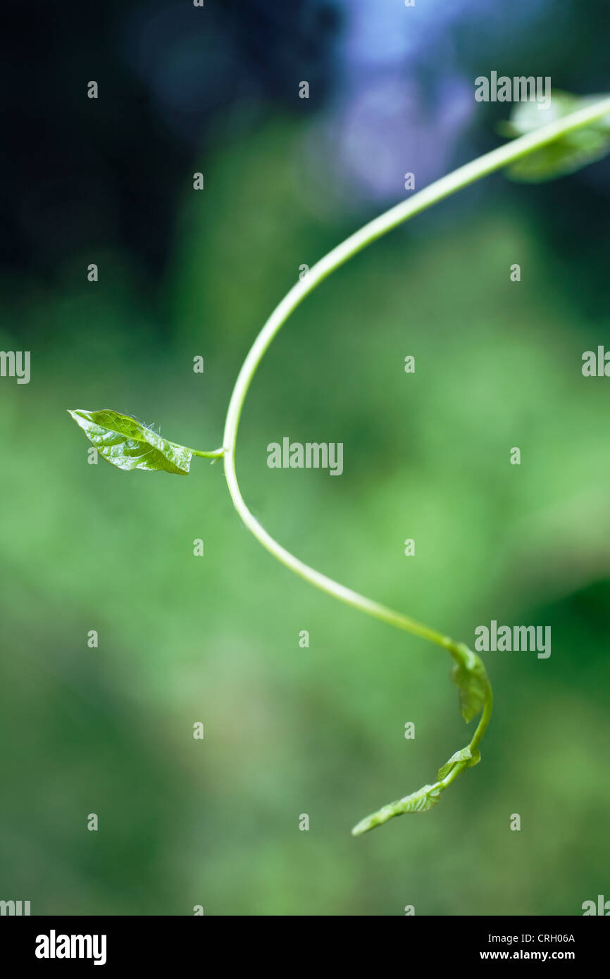 Convolvulus arvensis liseron des champs, Banque D'Images