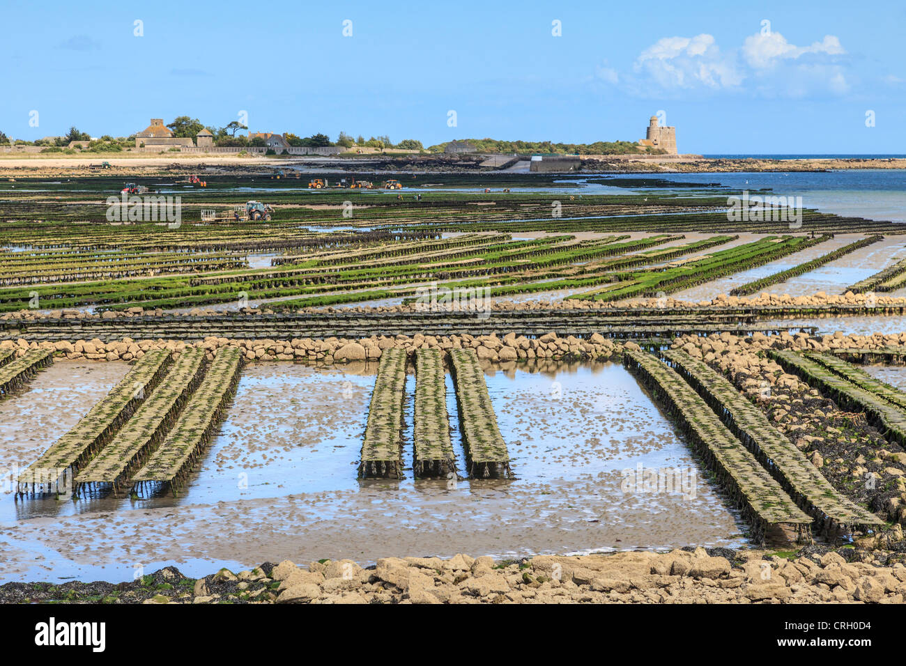 Les parcs à huîtres pour lesquels le port de pêche de St-Vaast-La-Hougue, Normandie, France, est célèbre Banque D'Images