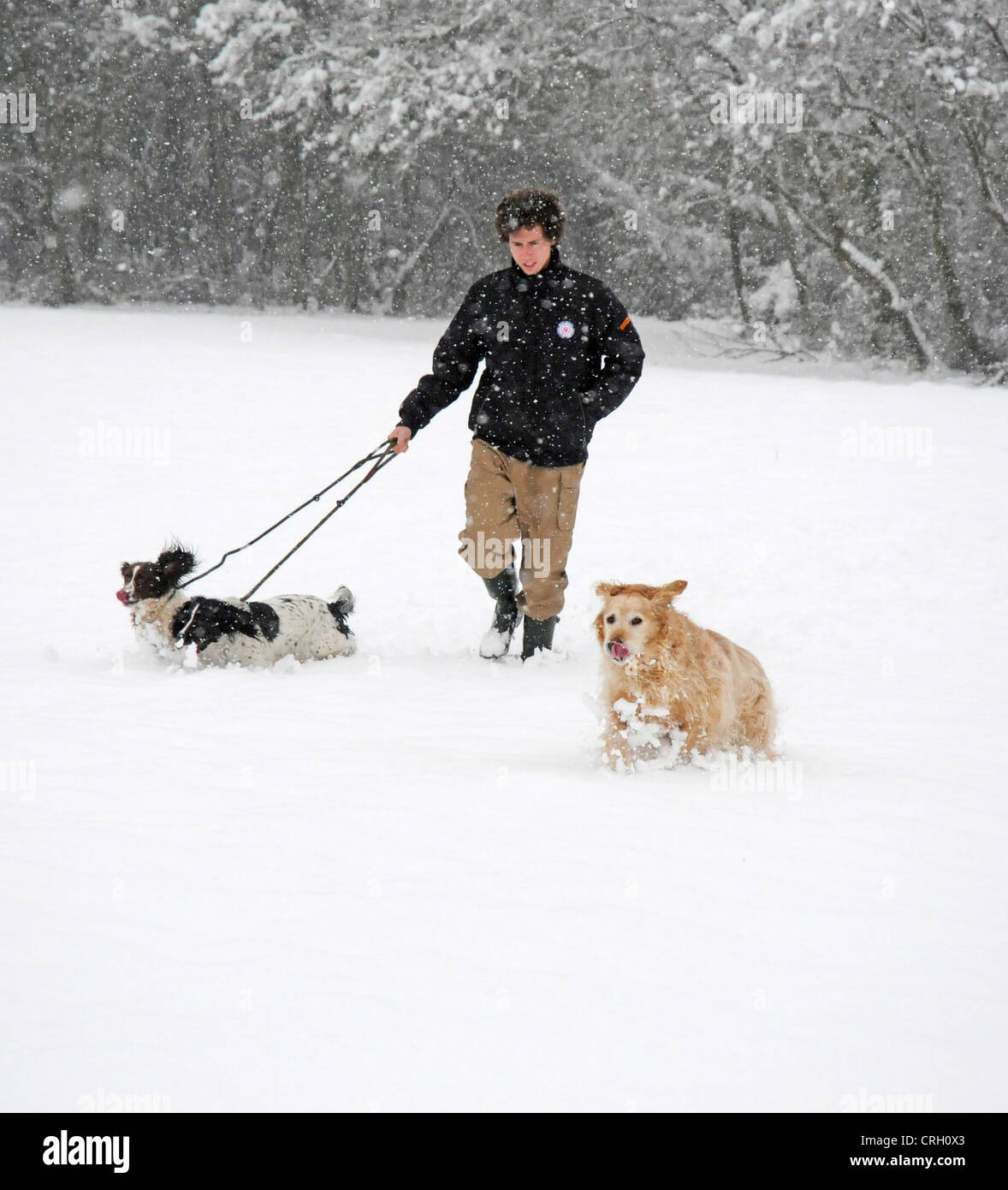Quelques chiens en hiver neige Parution Modèle Banque D'Images