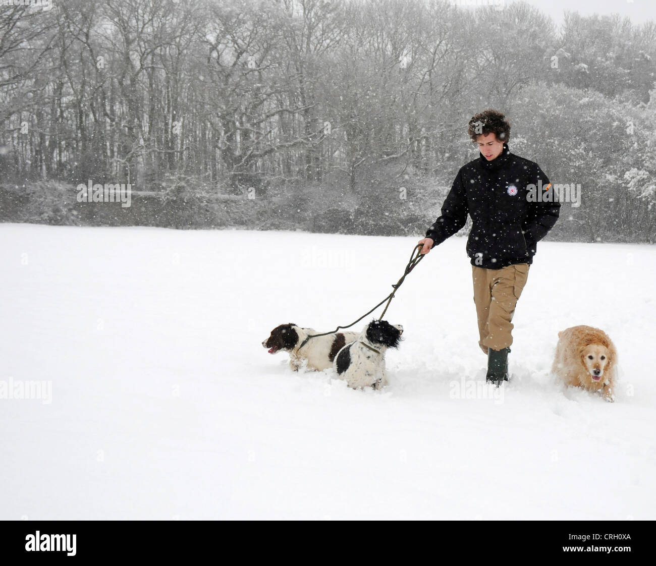 Quelques chiens en hiver neige Parution Modèle Banque D'Images
