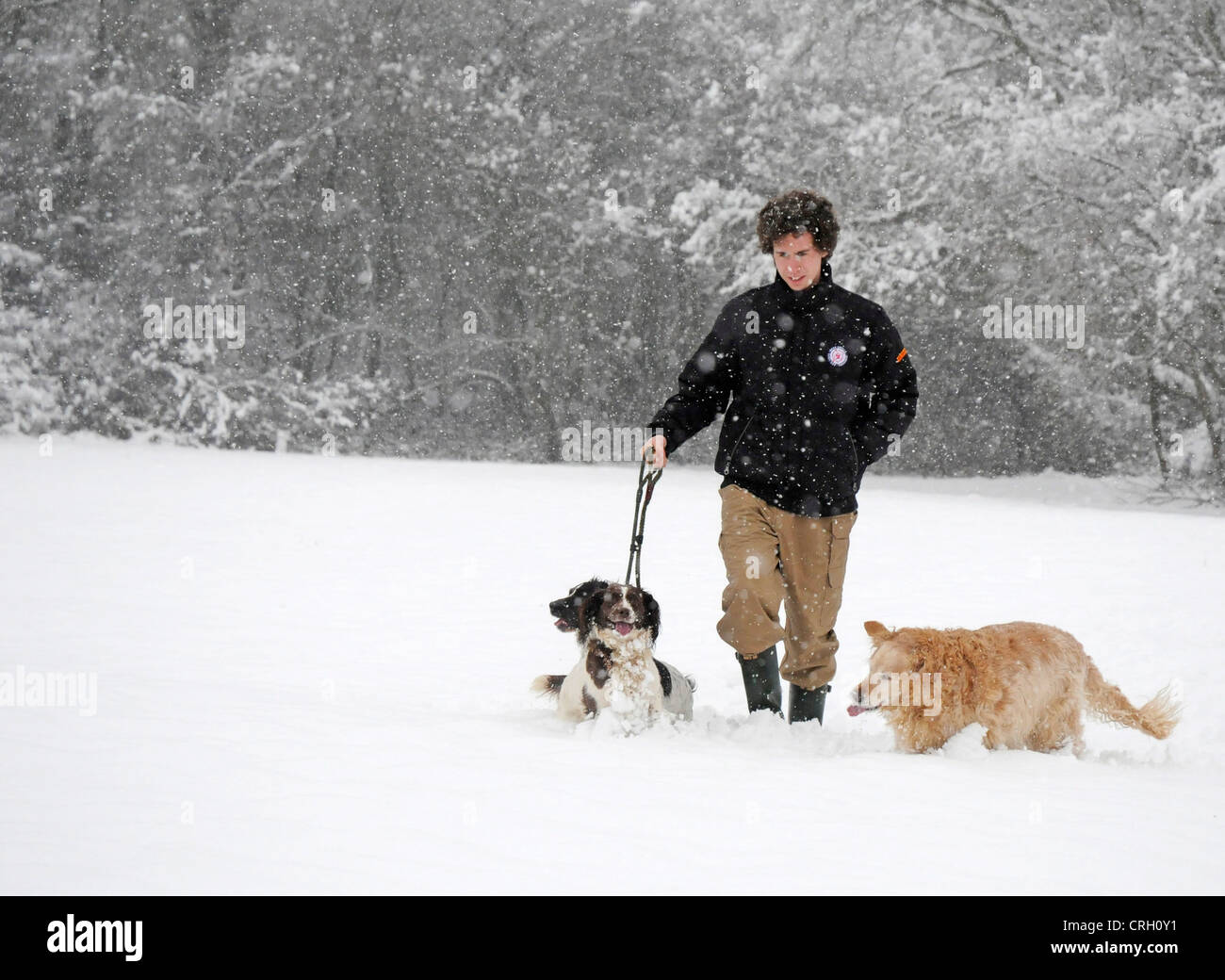 Quelques chiens en hiver neige Parution Modèle Banque D'Images