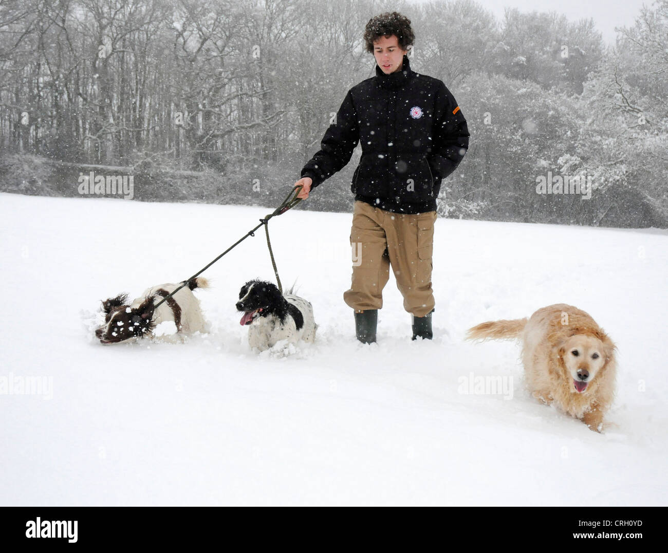 Quelques chiens en hiver neige Parution Modèle Banque D'Images