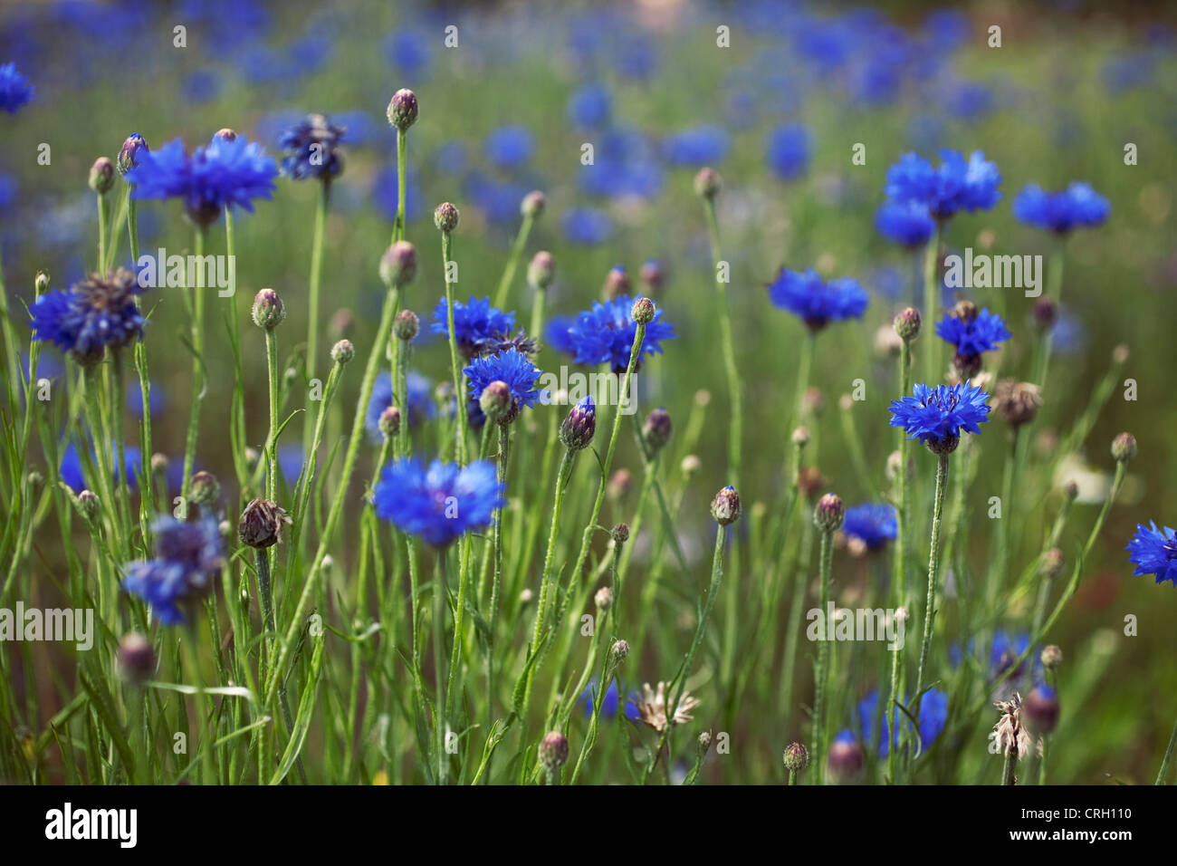 Bleuet, Centaurea cyanus Banque D'Images