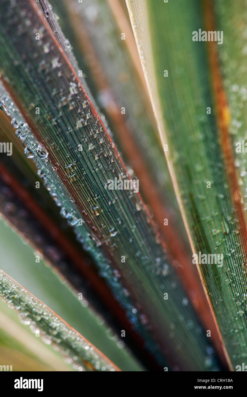 Phormium, lin de Nouvelle-Zélande Banque D'Images