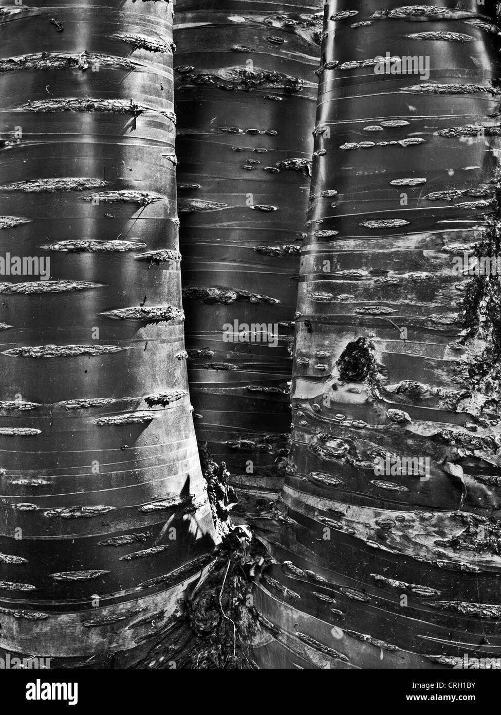 Cherry Tree trunks Tibetian Banque D'Images