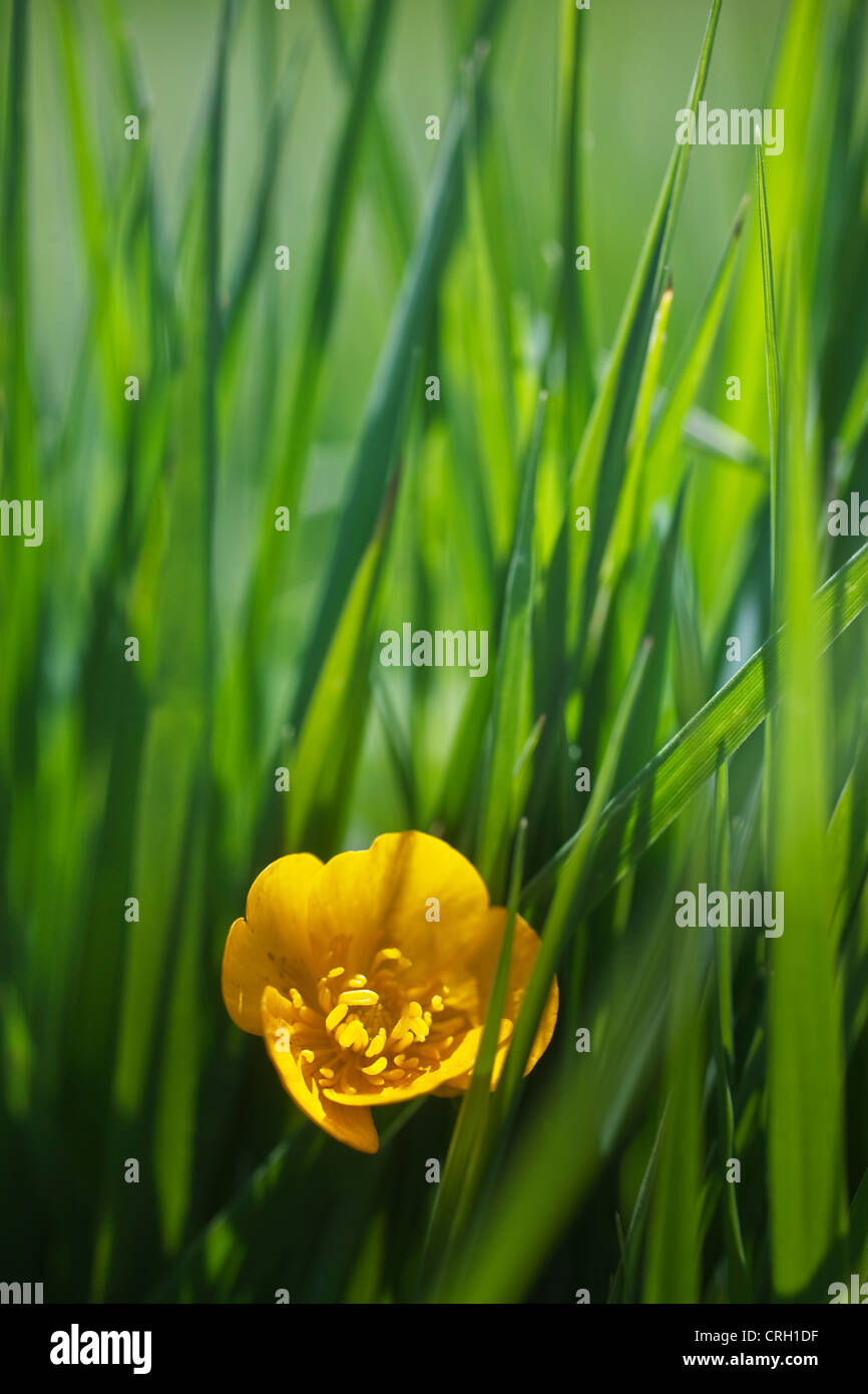 Rananculus repens, renoncule, la renoncule rampante Banque D'Images