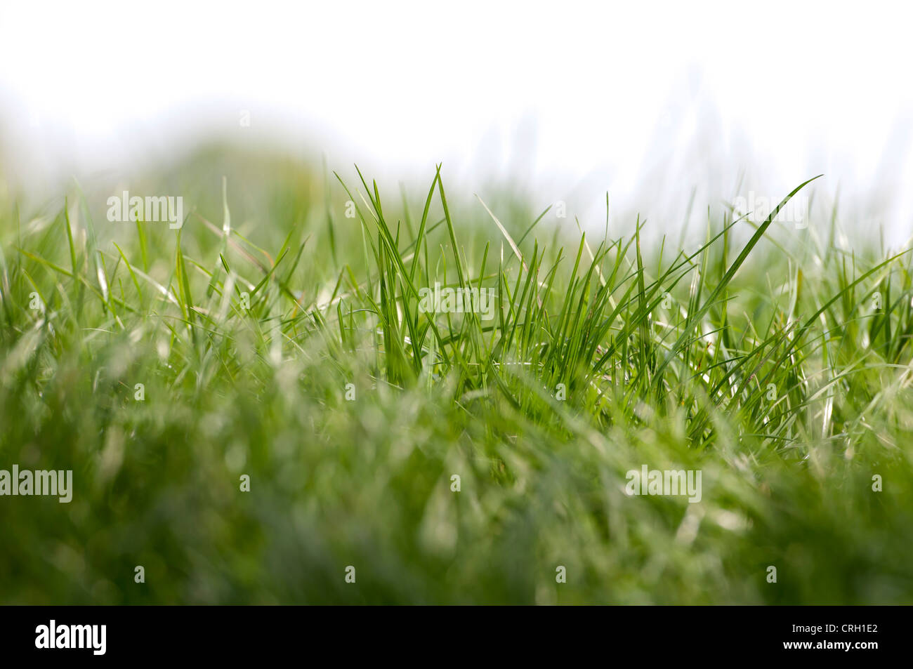 Vue de bas niveau d'herbe Banque D'Images