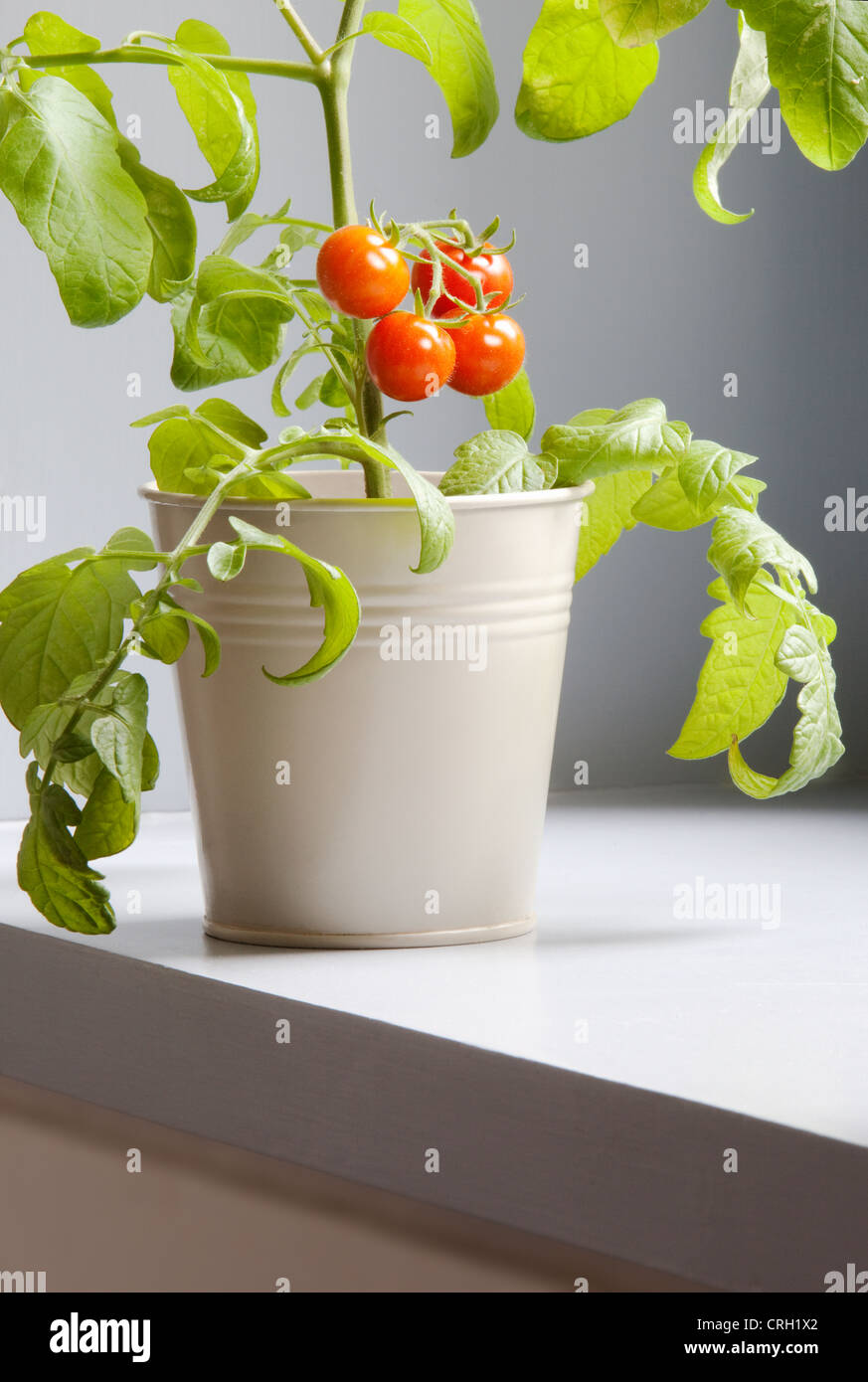 Lycopersicon esculentum 'Gardeners Delight', tomate Banque D'Images