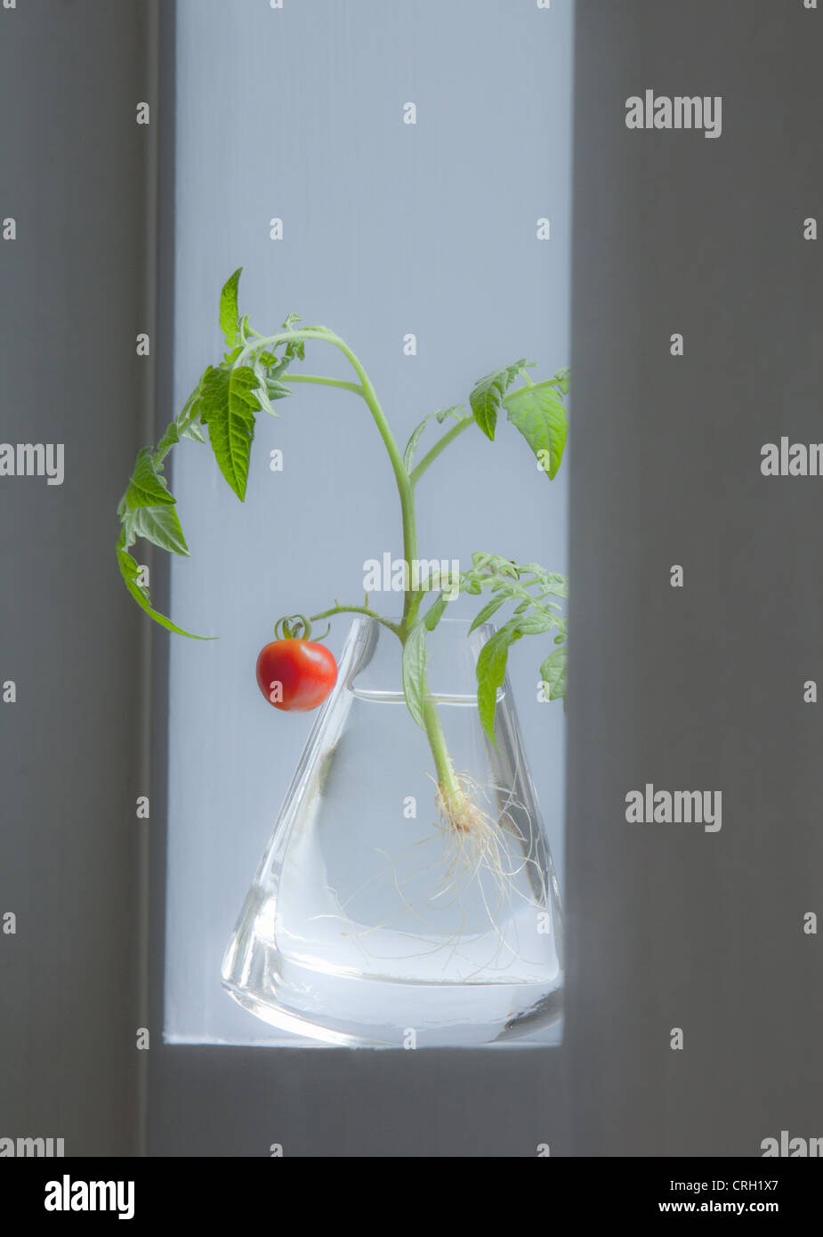 Lycopersicon esculentum 'Gardeners Delight', tomate Banque D'Images