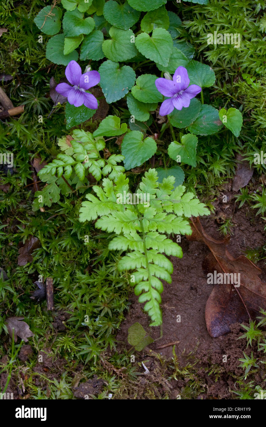 Viola odorata, violette, violette odorante Banque D'Images