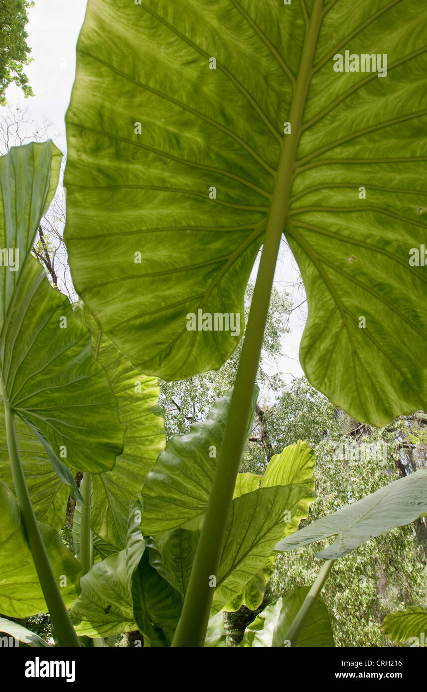 Xanthosoma 'Lime Zinger', oreille d Banque D'Images