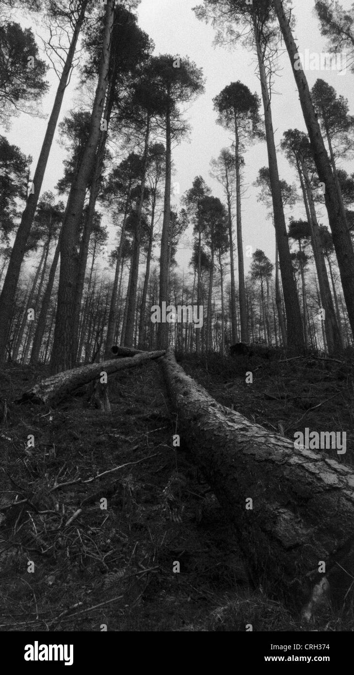 Arbre tombé dans un bois Banque D'Images