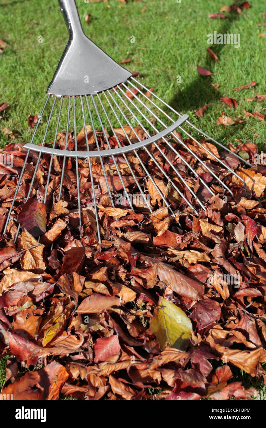 Le râteau et les feuilles d'automne heap sur pelouse Banque D'Images