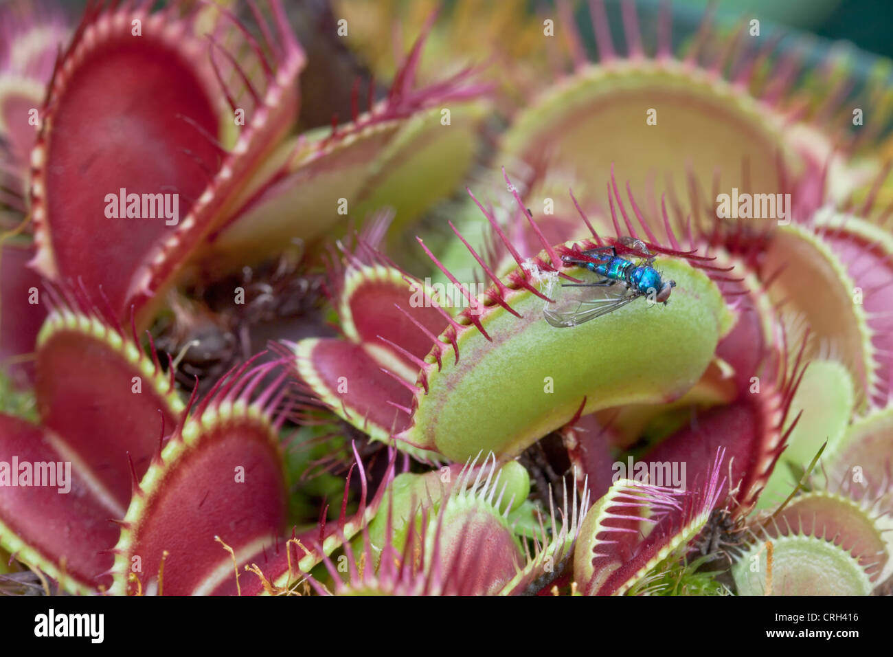 Venus Flytrap B52, avec les proies (Dionaea muscipula). Banque D'Images