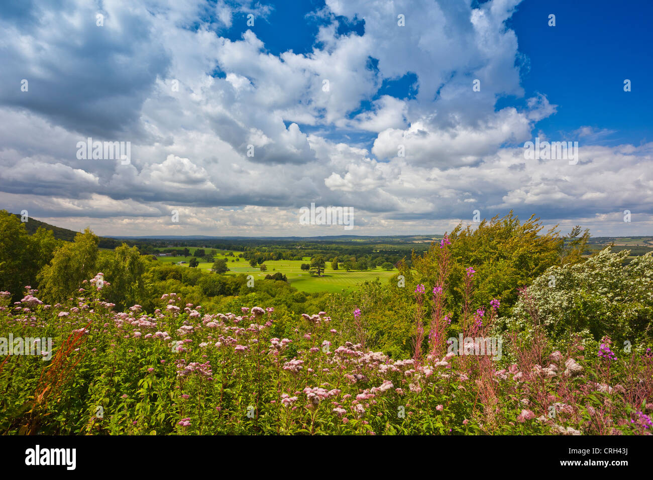 À la recherche du point de vue du nord-ouest au sud de Duncton Downs, West Sussex Banque D'Images