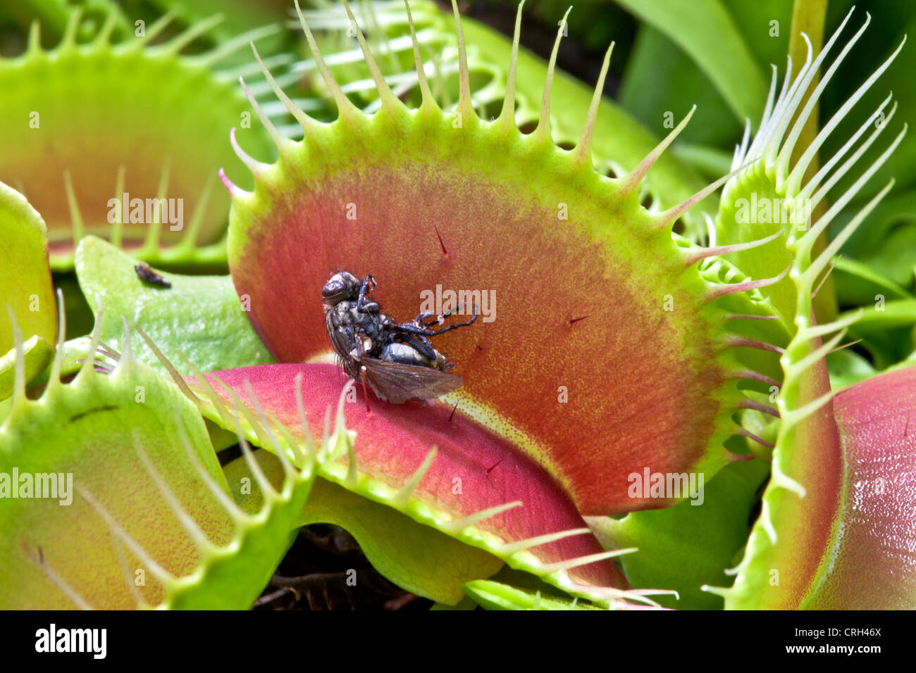 Venus Flytrap B52, avec les proies. Banque D'Images