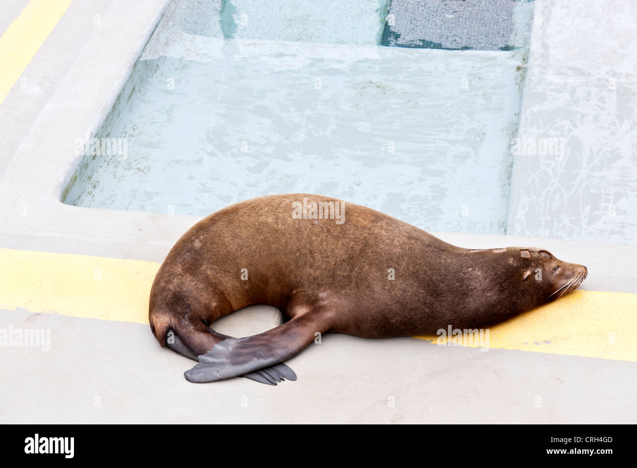 Secouru réhabilité Otarie, Marine Mammal Center. Banque D'Images