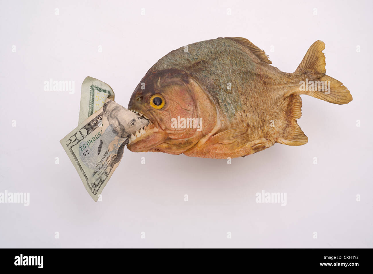 Manger du poisson piranha 20 dollar bill Banque D'Images