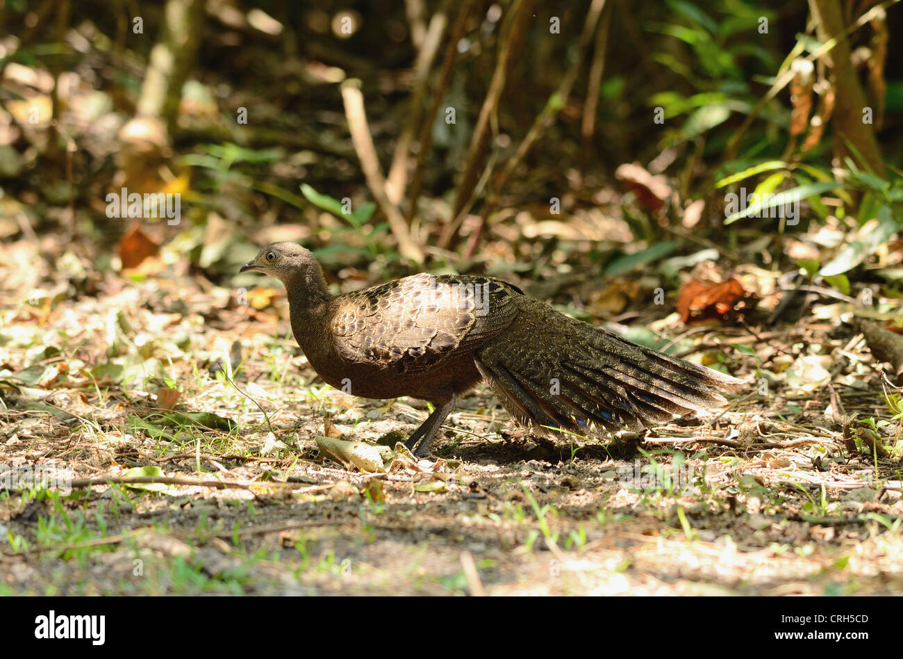 Belle femelle gris-paon (Polyplectron bicalcaratum faisan) dans la forêt thaïlandaise Banque D'Images