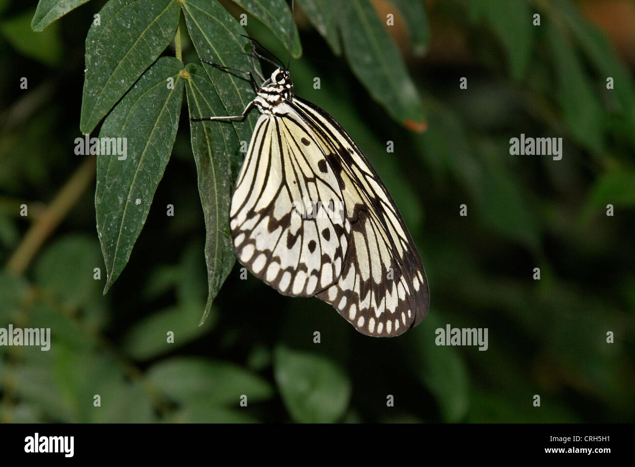 Schmetterlinge in der Natur - papillon dans la nature Schmetterling - Papillon Banque D'Images