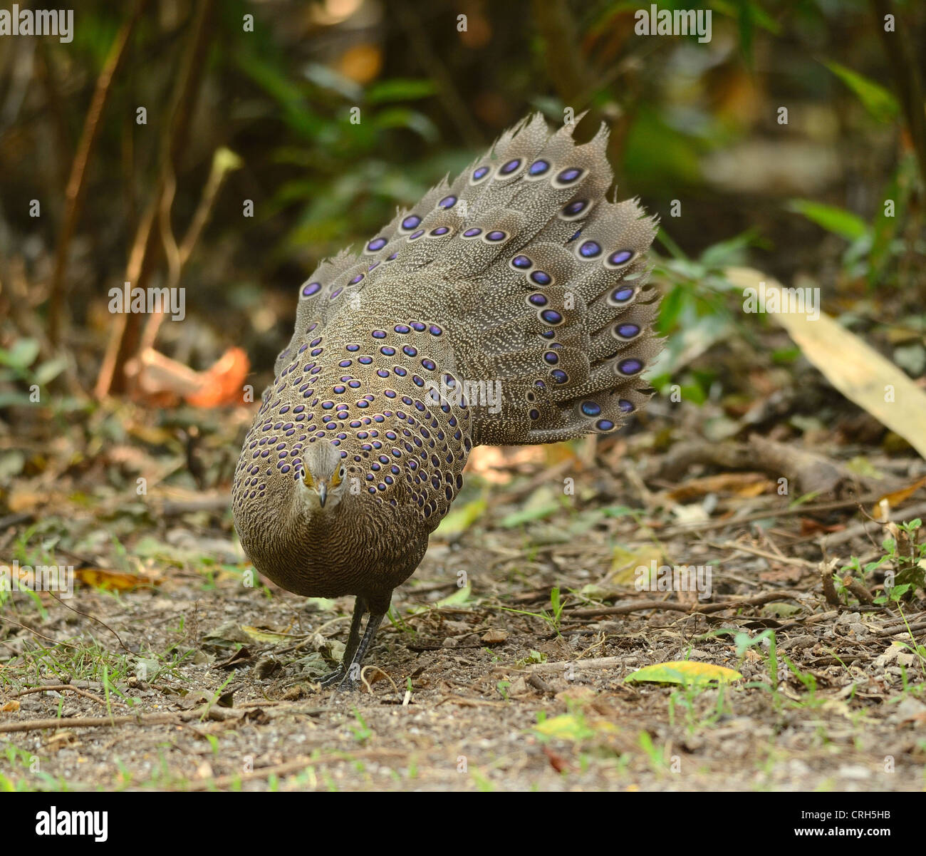 Beau mâle-paon gris (Polyplectron bicalcaratum faisan) dans la forêt thaïlandaise Banque D'Images