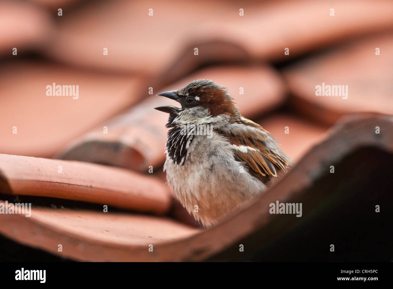 Mâle chanteur Moineau domestique (Passer domesticus) sur le toit de tuiles, Cambridgeshire, Angleterre Banque D'Images