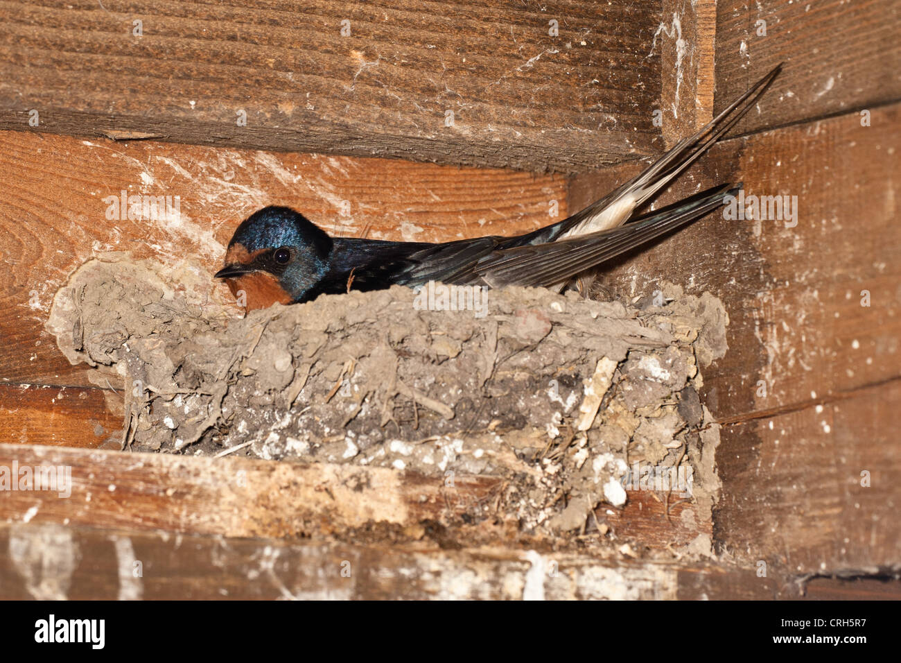 1 Jeu Nid D'hirondelle Simulé Modèle D'hirondelle Artificielle Figure