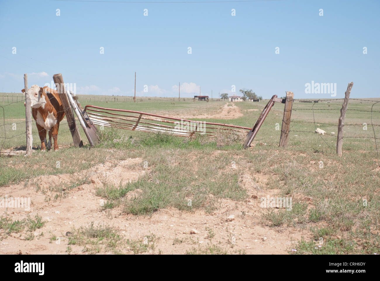 Cette vache sur une route de campagne dans le Nouveau Mexique, a tout faire sur la cour avant. Banque D'Images
